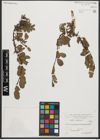 Foto von Salix retusa L.